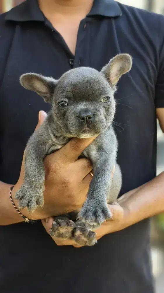 Anak anjing French bulldog exotic blue
