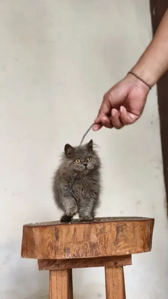 BSH long hair betina usia 5 bulan