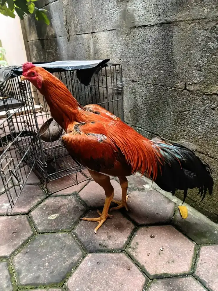 Ayam Bangkok muda