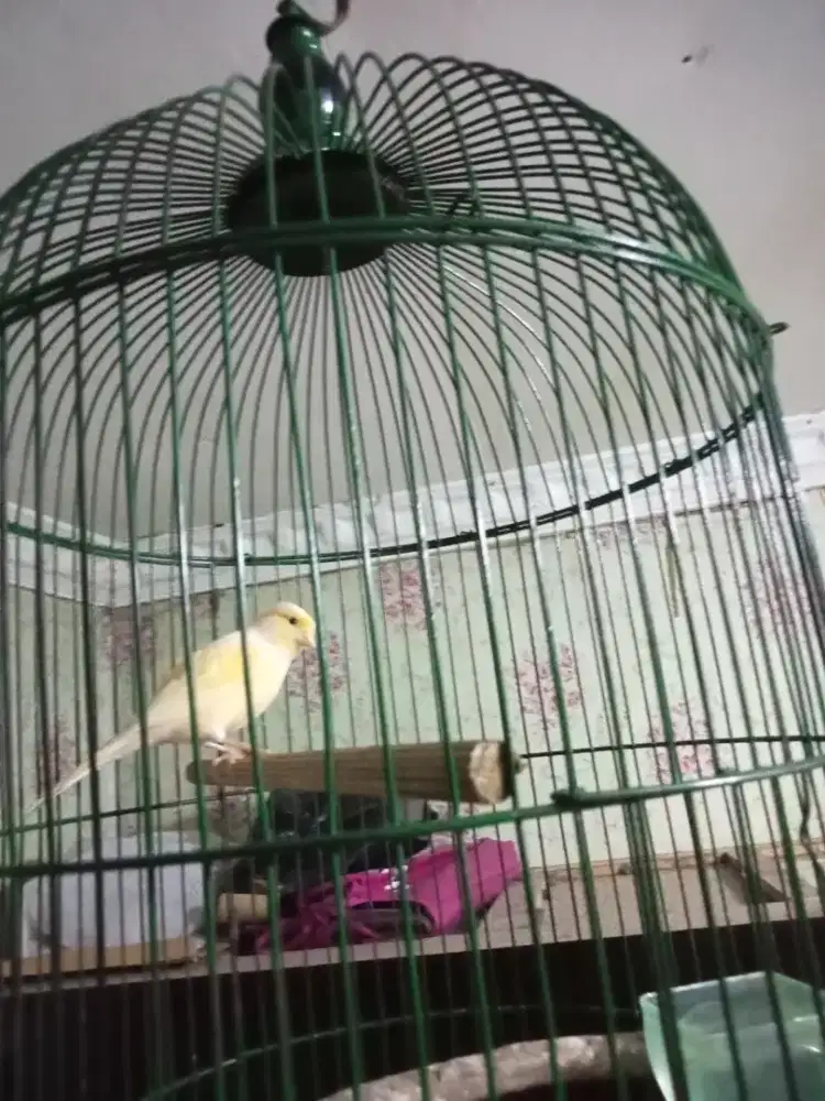 Jual burung kenari wiklus