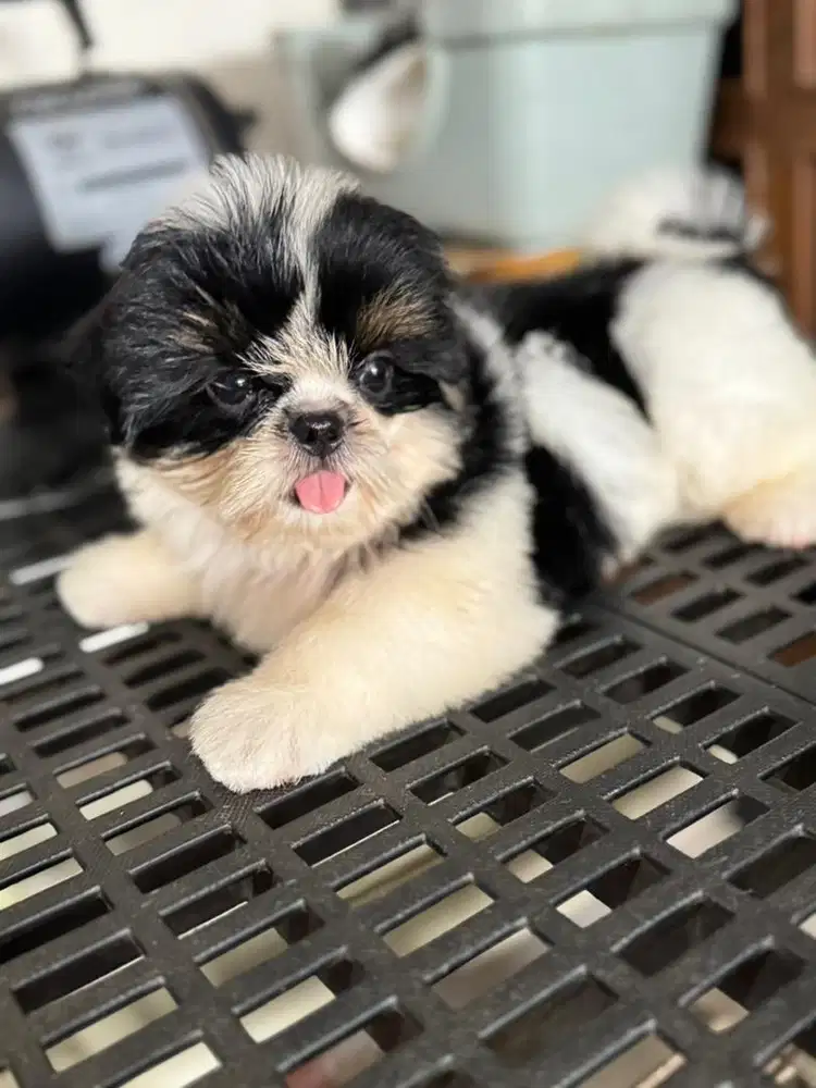Shihtzu betina stambum