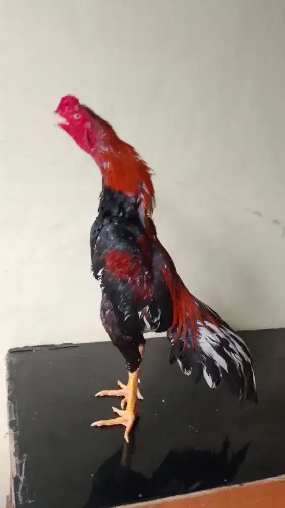 Ayam Bangkok pukul jalu