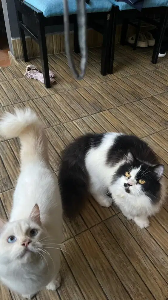 Kucing Persian Tuxedo