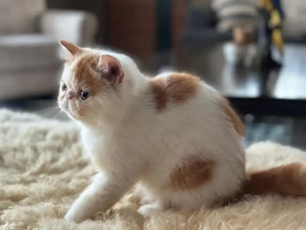 Kitten persia peaknose ekstrim