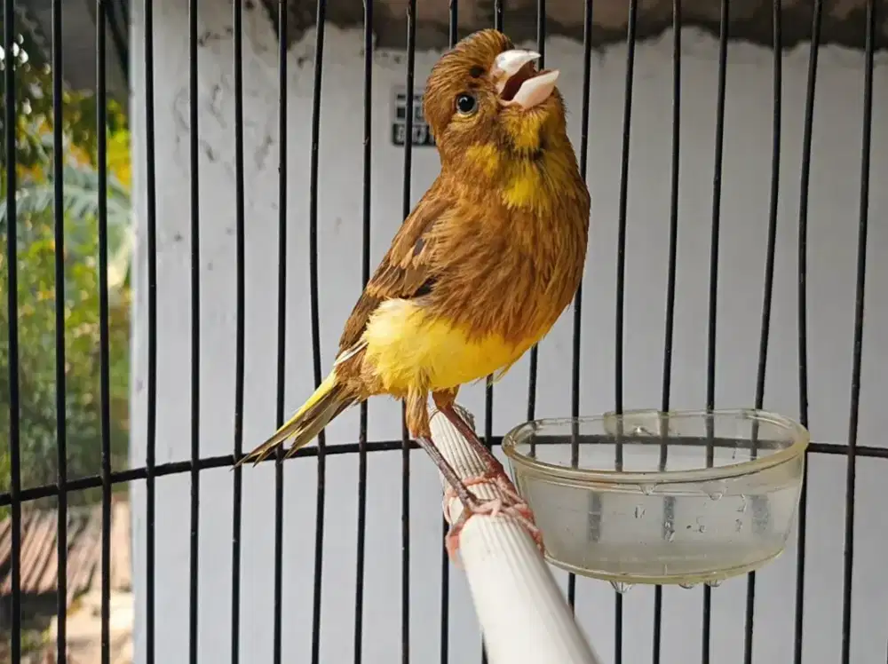 Kenari paud riwikan jantan