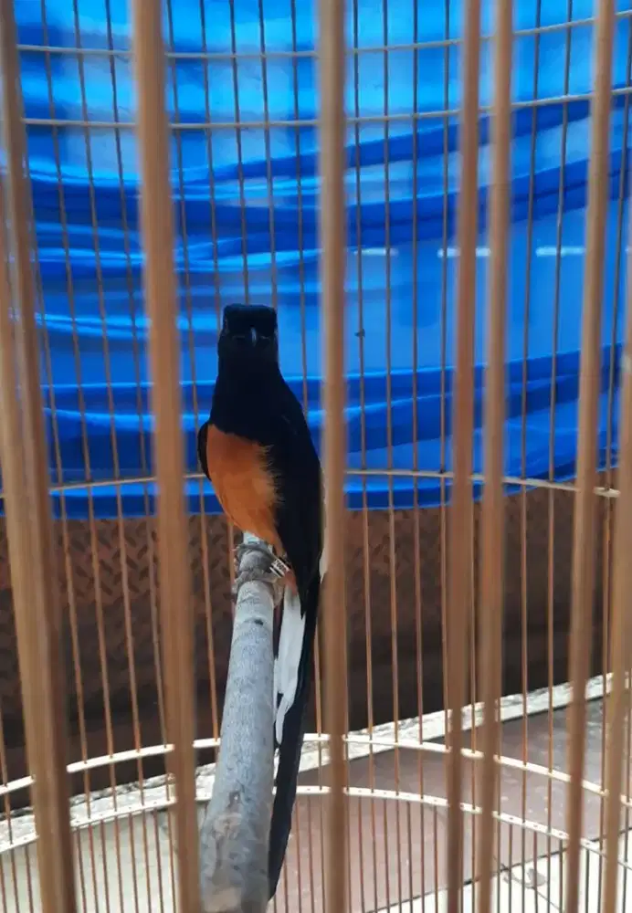 Murai batu dewasa double ring BNR gacor