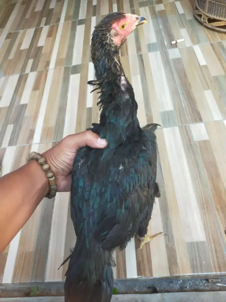 Ayam Bangkok bakalan petarung