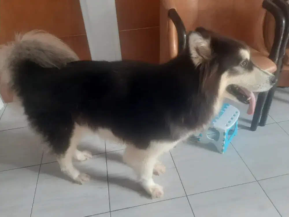 Alaskan malamut betina