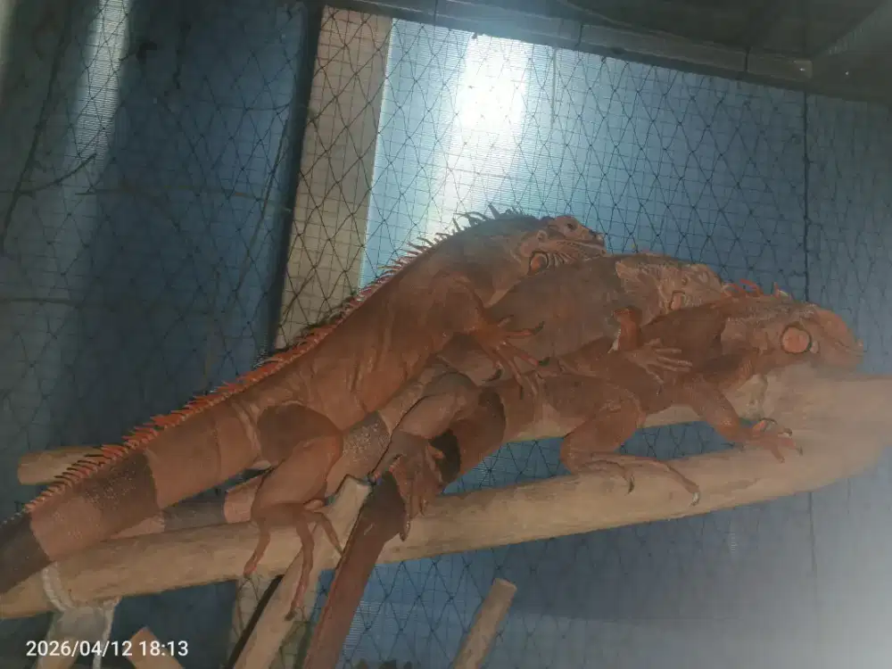 Iguana indukan produktif 1 jantan 2 betina