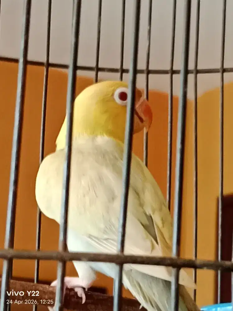 Lovebird PB PF mata merah love bird jantan