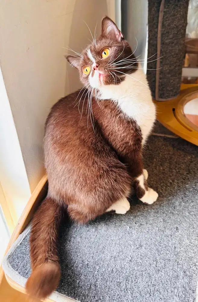 Kucing british shorthair betina bsh