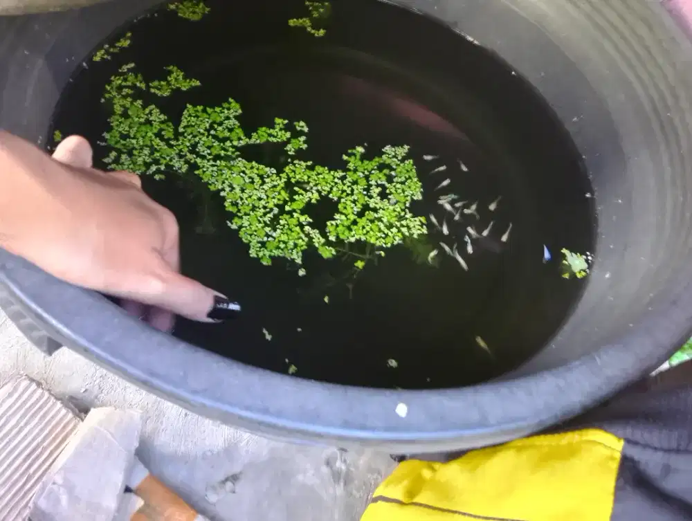 jual ikann guuppyy hb wehite bnyak