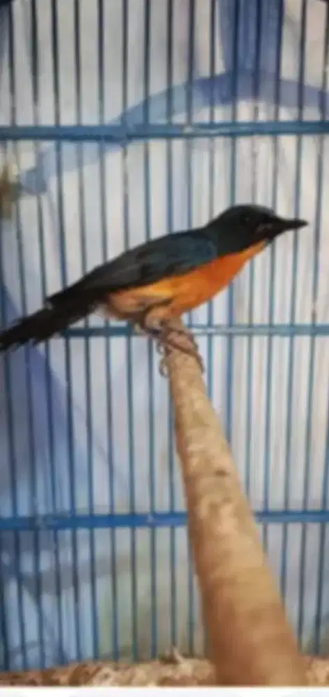 jual anis bin. bin fostor big spek mulus sekali