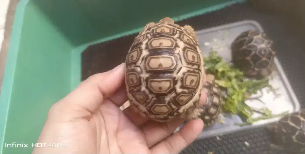 Kura kura darat pardalis 7-8cm