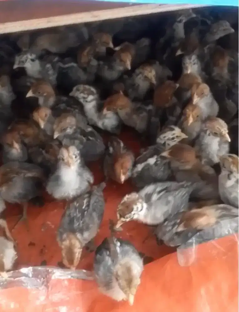 Ayam arab usia 1 minggu