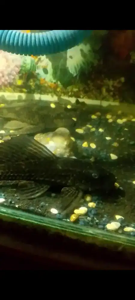 Ikan sapu bisa ngedip / ikan ngedip