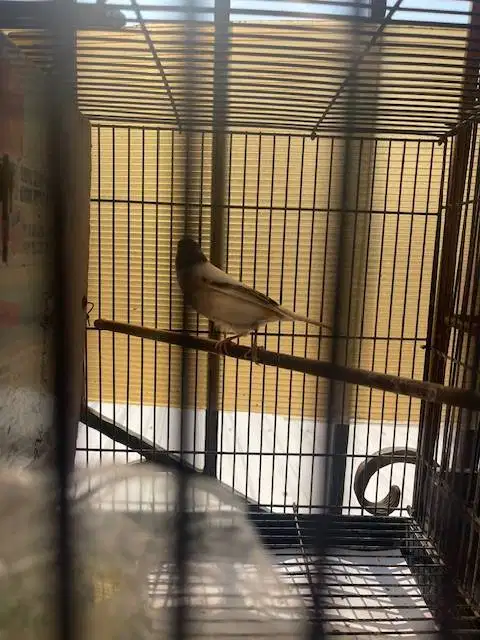 burung kenari bond betina siapan