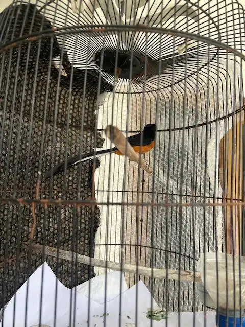 burung murai jantan, ekor klewer, minus bajak laut