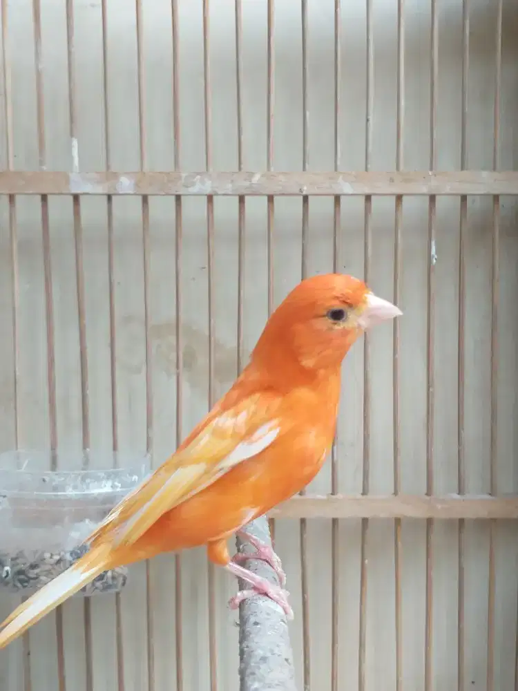 Kenari Merlok dari Indukan Import Gacor