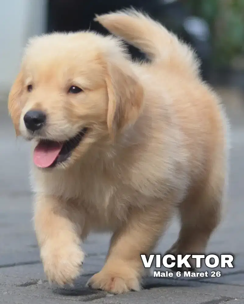 Golden ret jantan •VICKTOR•