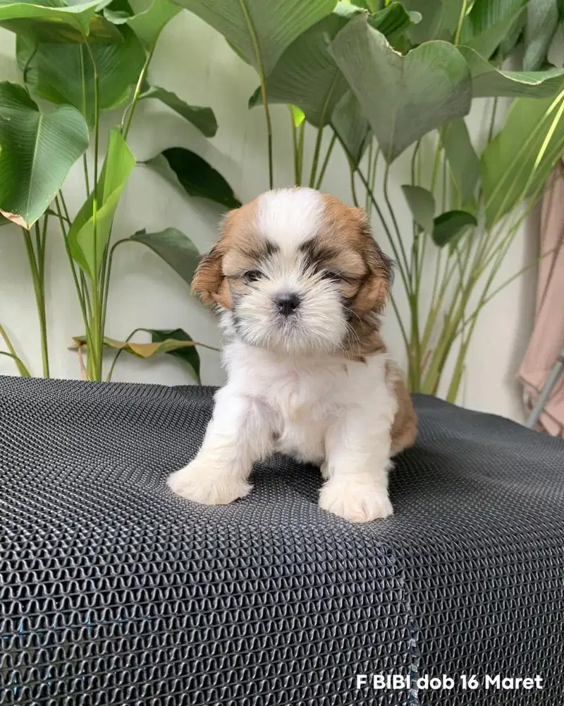 surabaya Anjing shihtzu shih tzu shitzu shitsu sitzhu