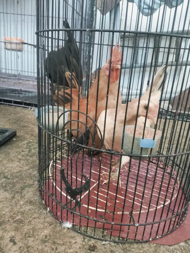 Ayam Serama sepasang siap ternak