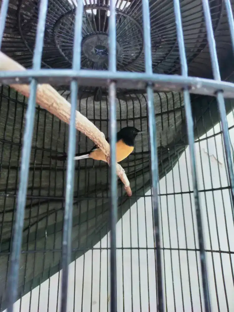 Murai Beti Pastol Nyentrik