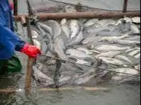 LOWONGAN PEKERJAAN TENAGA AHLI DALAM BIDANG BUDI DAYA TERNAK IKAN