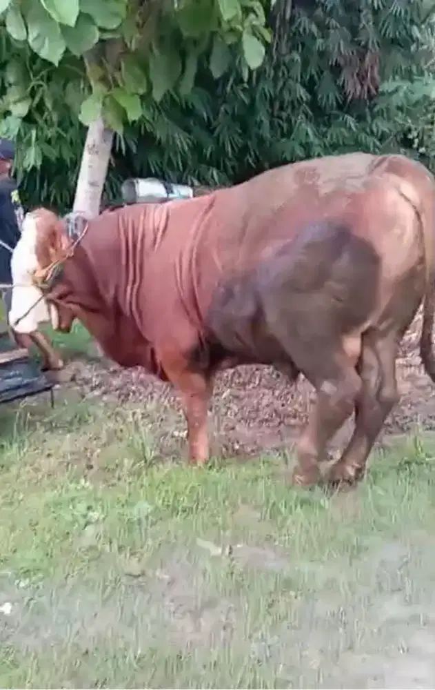 sapi qurban simental , Limosin , Kupang