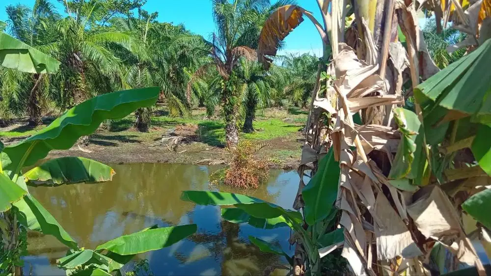 Tanah Murah 1,1Ha Investasi Rp38.000/Meter Paluh Merbau PERCUT SEITUAN