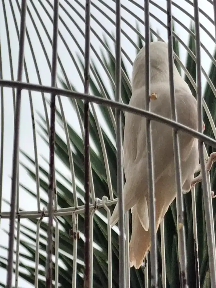 Lovebird Love bird Albino MH