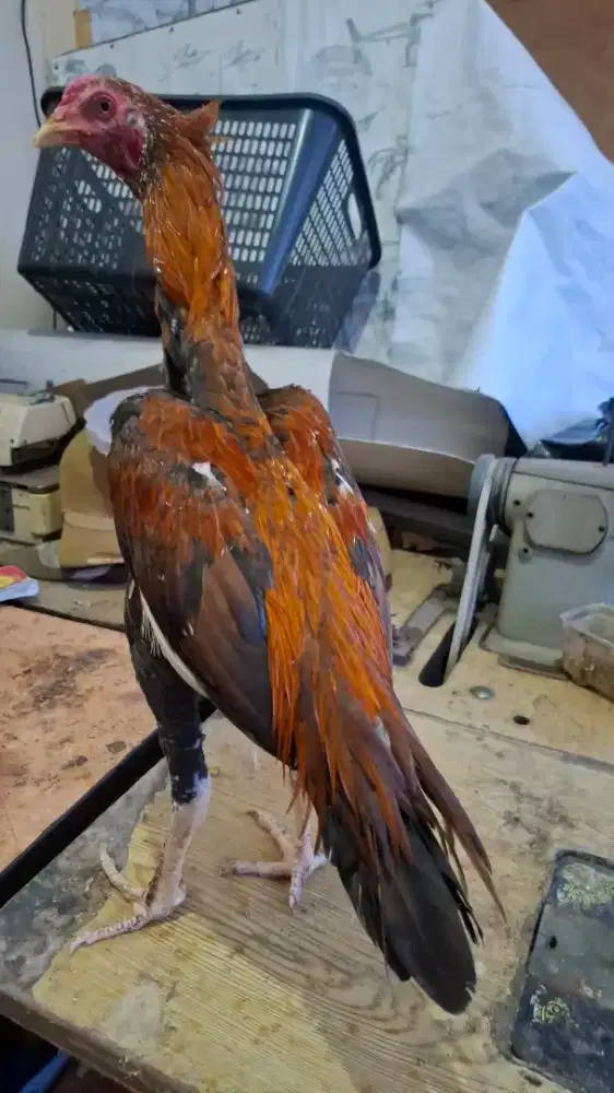 Ayam hayam BK ekor jeceng