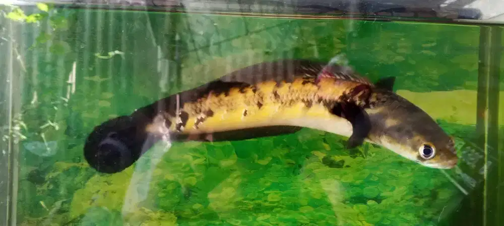 Ikan Channa Yellow Maru