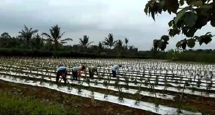 TANAH MURAH NEGRI SAKTI NATAR DIPINGGIR JALAN UTAMA
