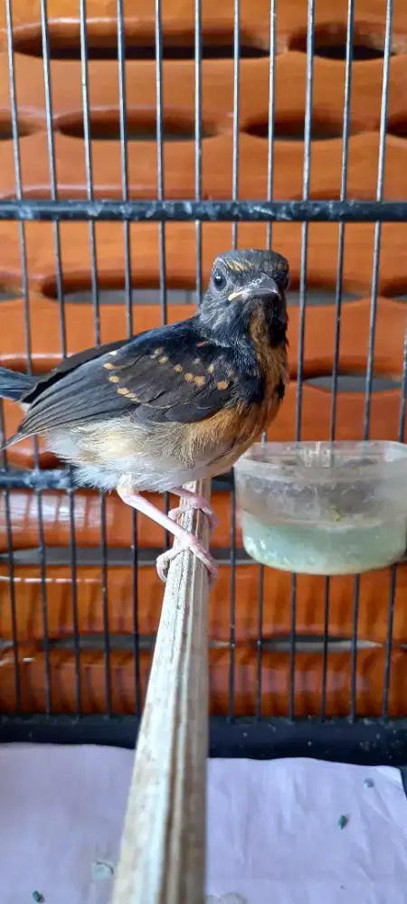 Murai batu trotol pur total