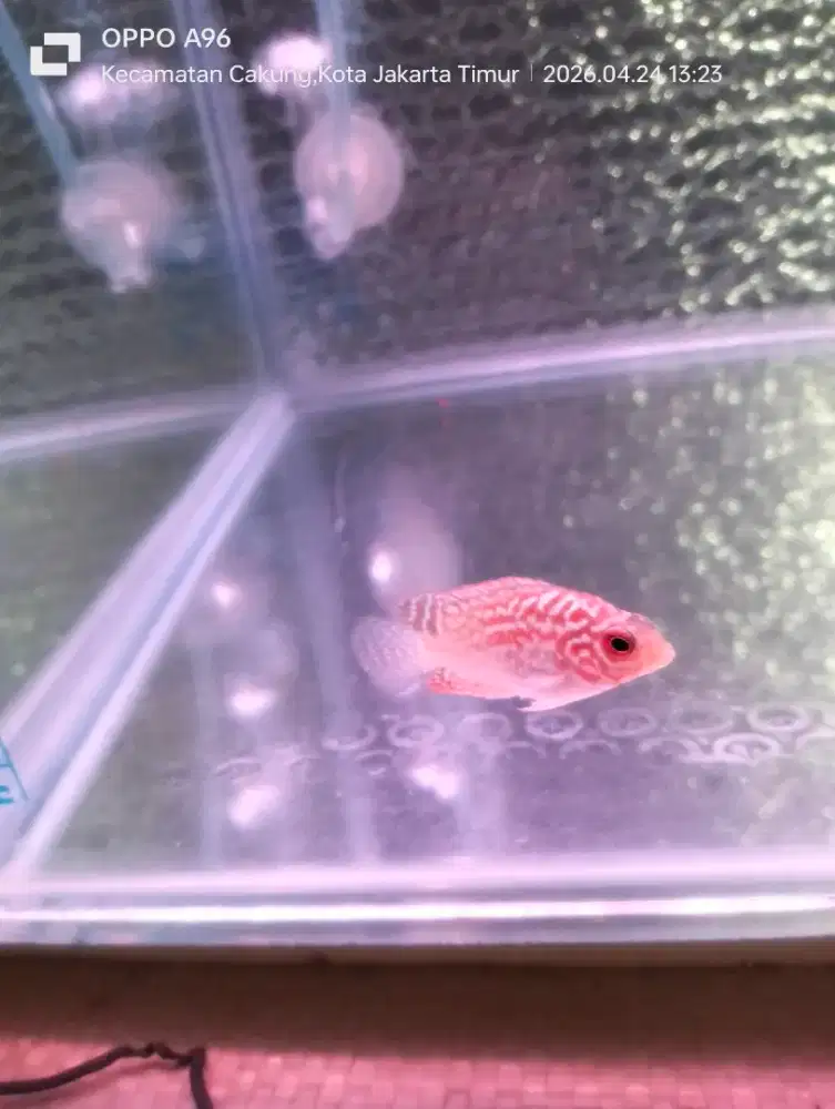 Louhan GB kamfa ORI Thailand