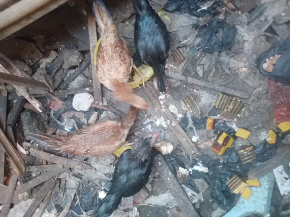 Ayam kampung betina