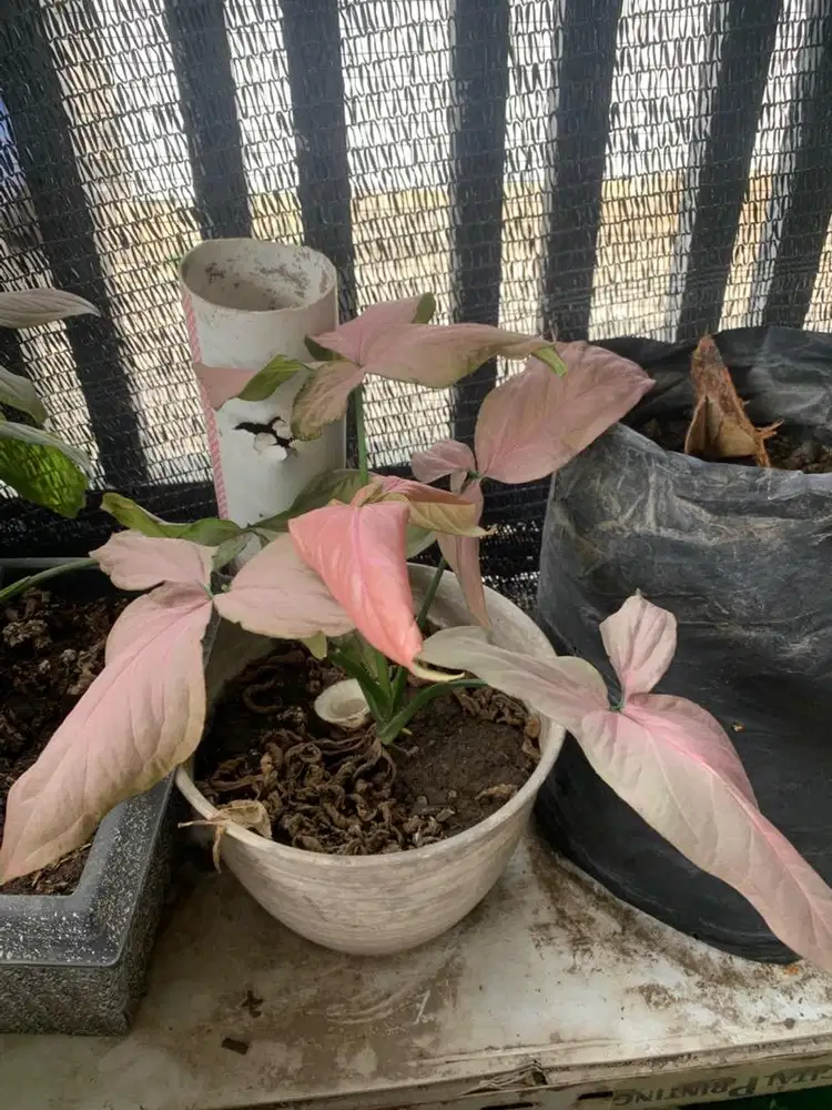 Bunga Syngonium pink