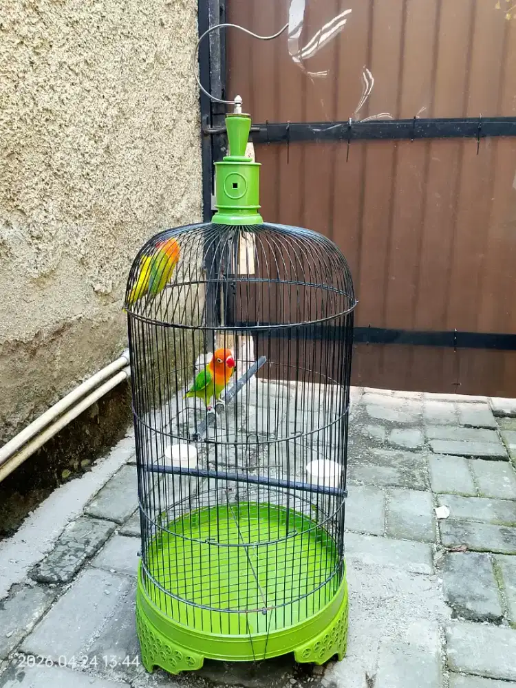 Lovebird Biola Balibu