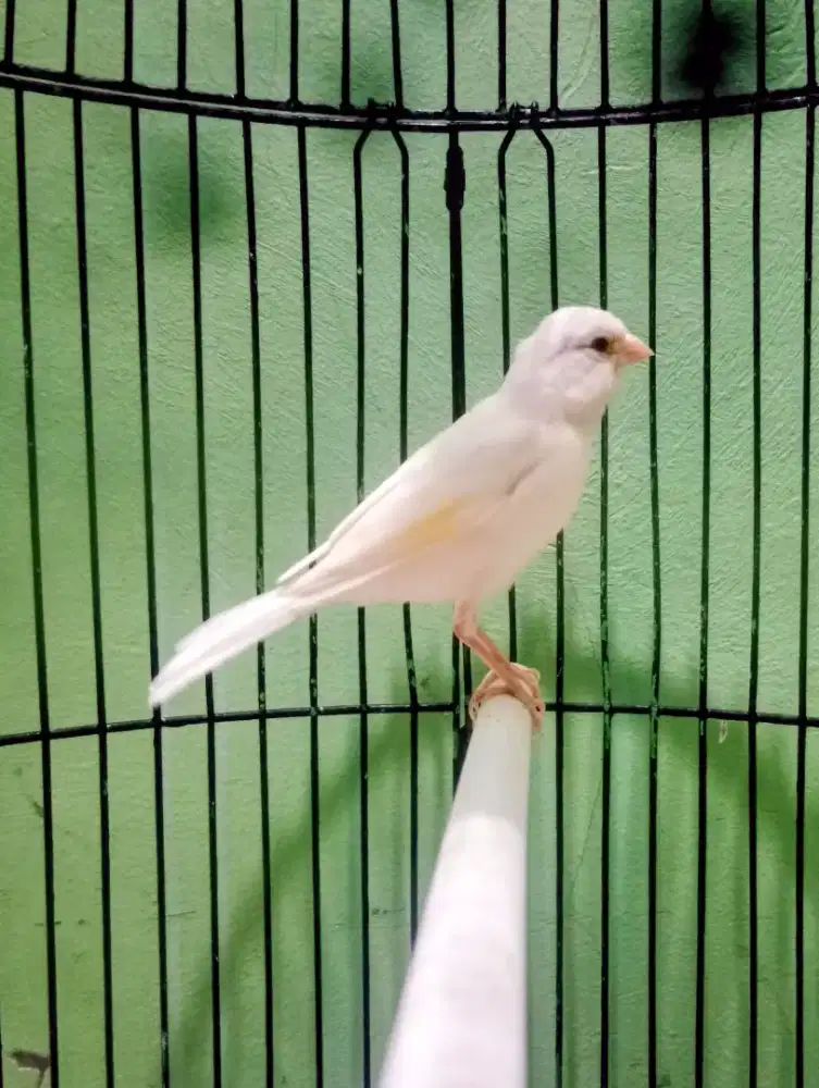 Kenari pocong jantan