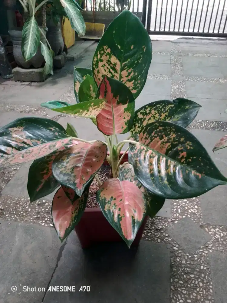 Jual tanaman algonema