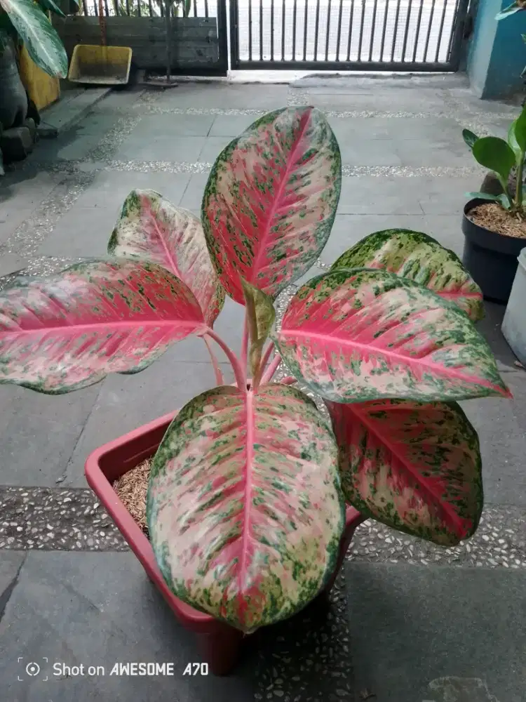 Di jual aja tanaman algonema