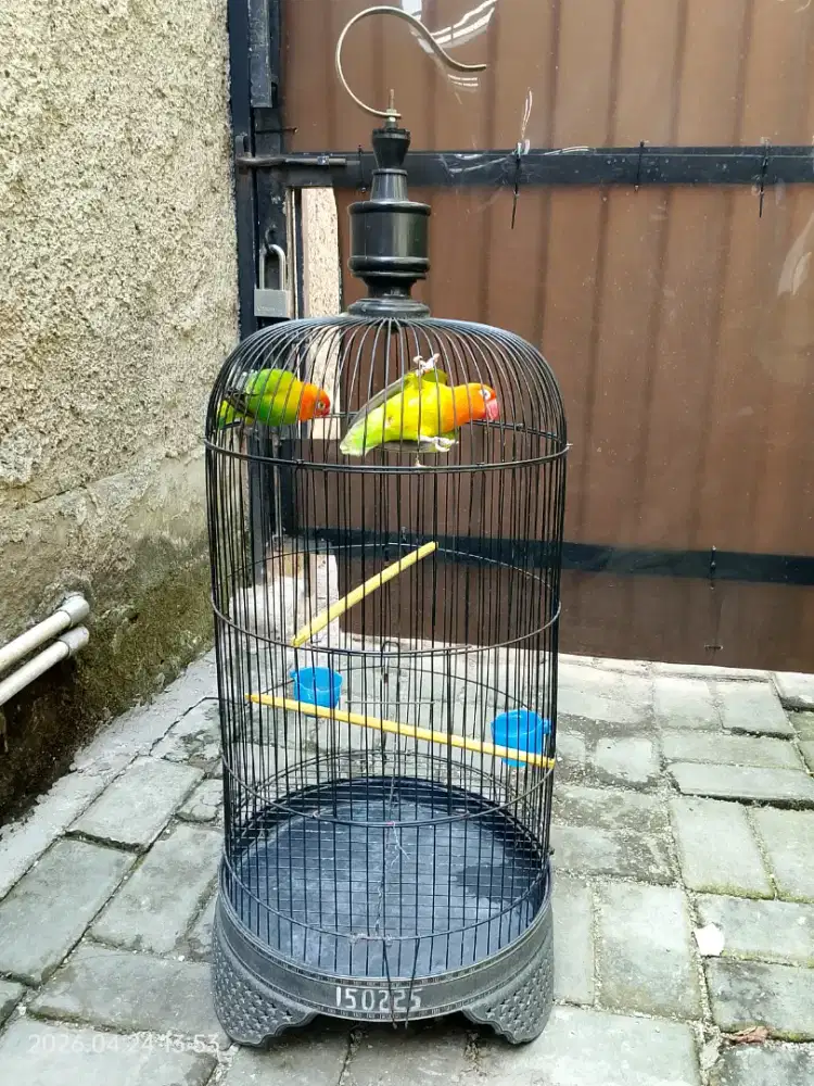 Burung Lovebird Biola