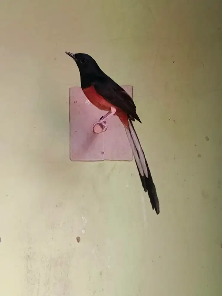 Murai batu sumatra pastol bodi big