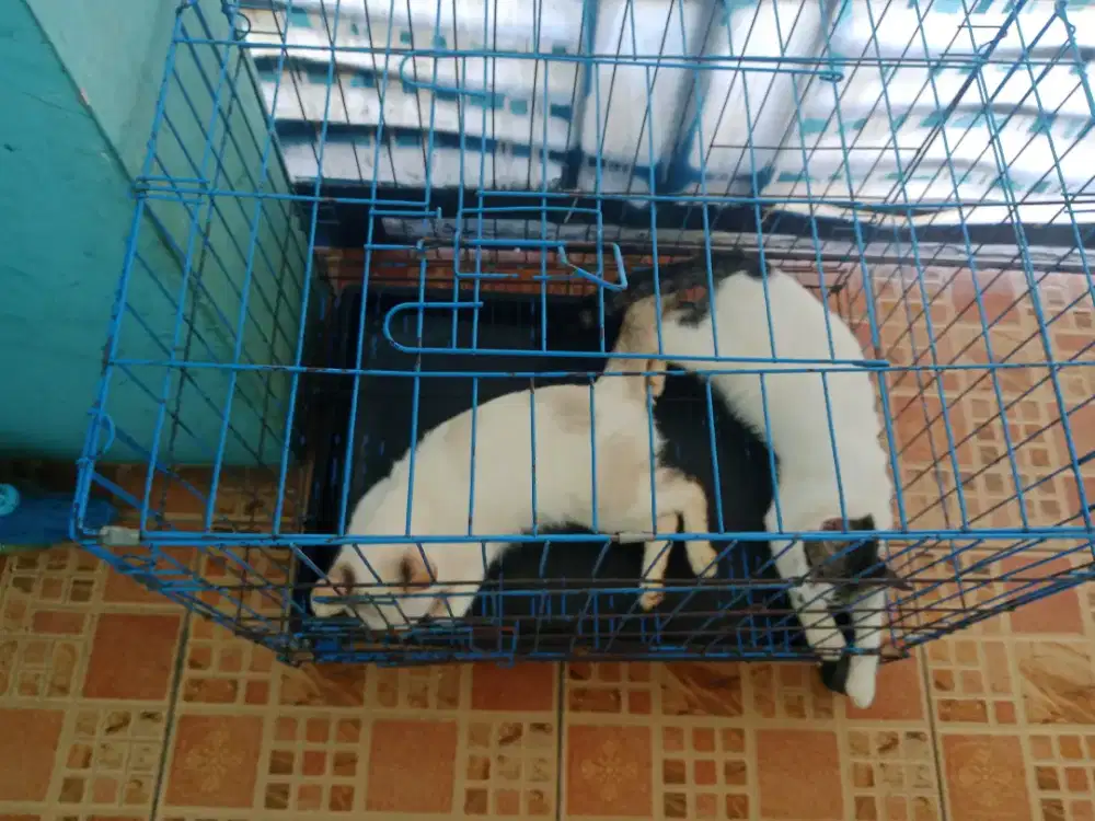 Jual kucing blasteran