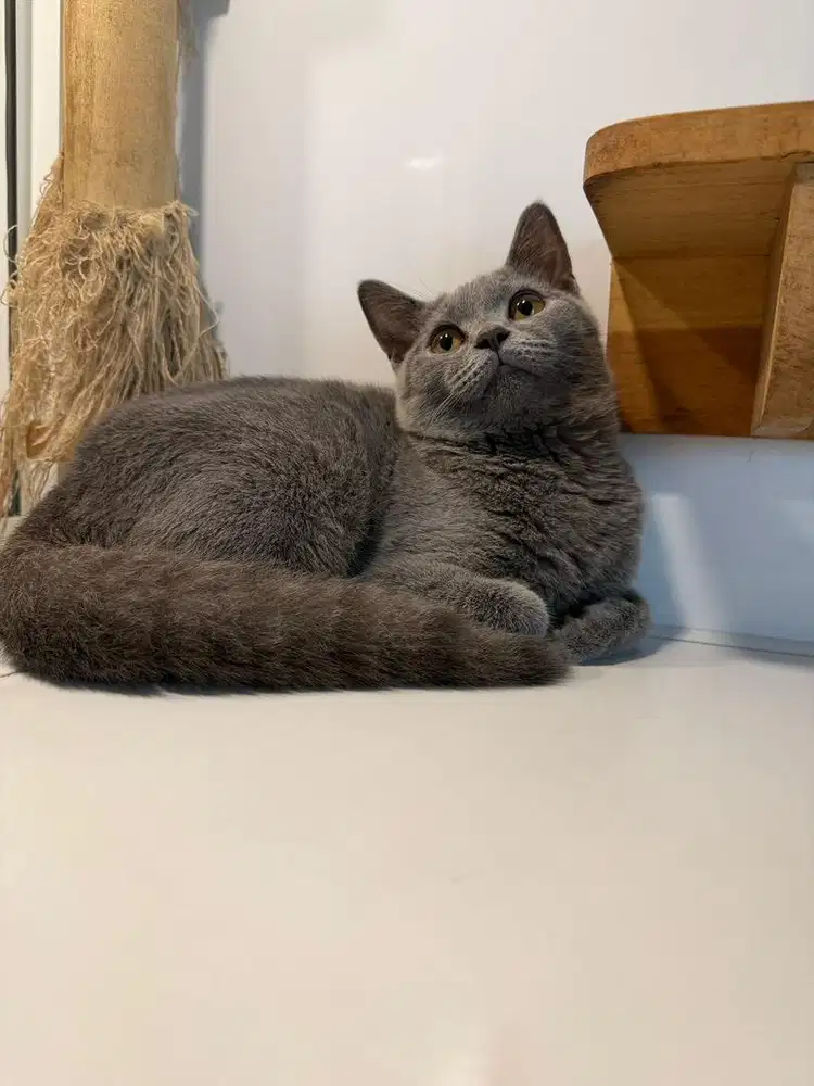 Lepas addopt kucing BSH dan BLH (jantan dan betina)