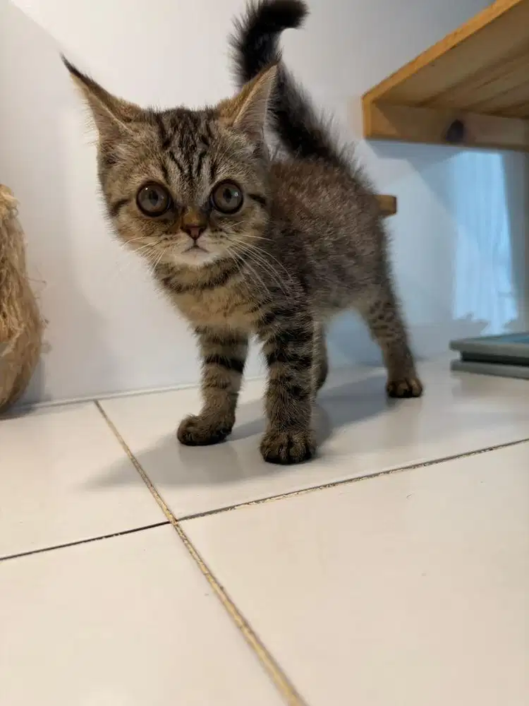 Lepas addopt kitten mix breed Exo X BSH