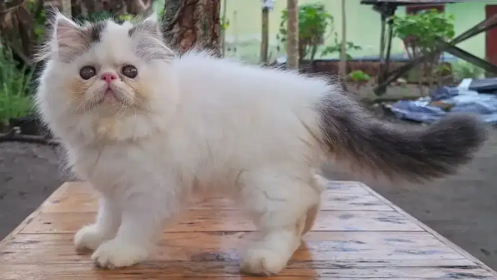 KUCING PERSIA JANTAN & BETINA 2 BULAN