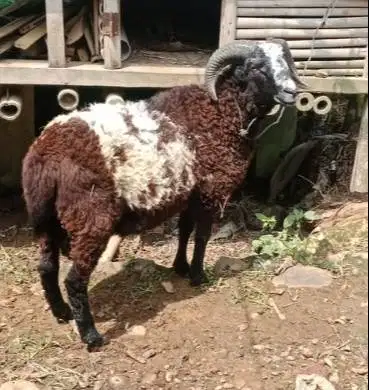 domba qurban 35-50 kiloan jantan super siap hewan kurban 2026 rawatan