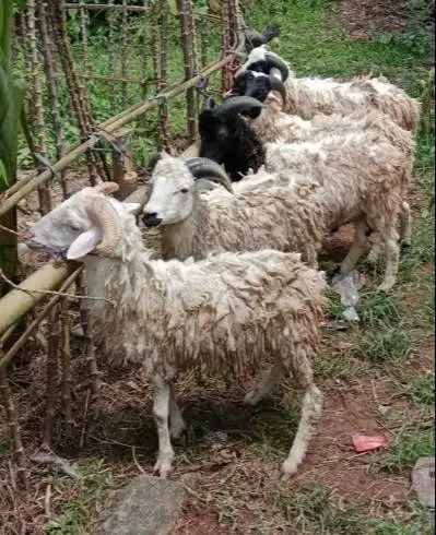domba qurban 35-50 kiloan jantan super siap hewan kurban 2026 rawatan